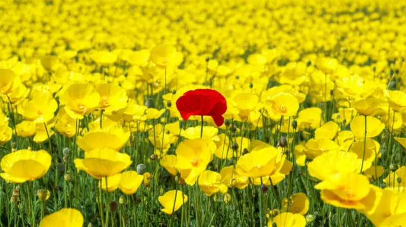 Ilustración visual de la palabra "frequent" - Frecuente, común