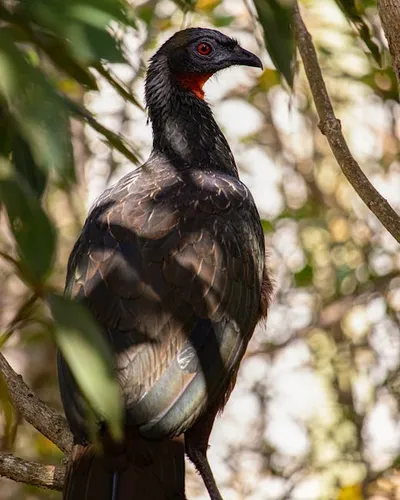 Illustration guan - Image 2