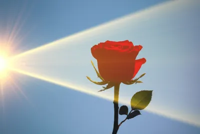 Illustration photographs