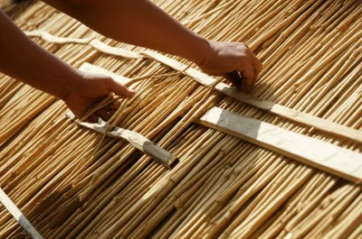 Illustration reeds - Image 1