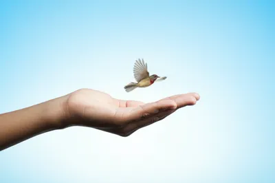 Illustration permit - Image 1