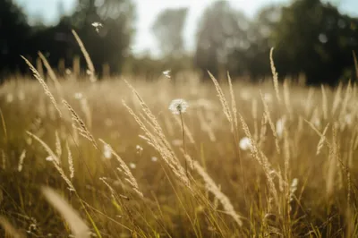 Illustration waft - Image 1