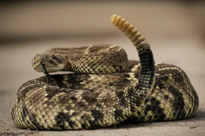 Illustration rattle - Image 1