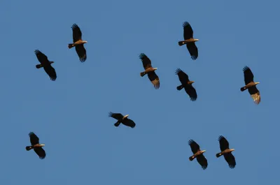 Illustration congregations - Image 1