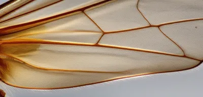 Hình ảnh minh họa radius - Ảnh 1