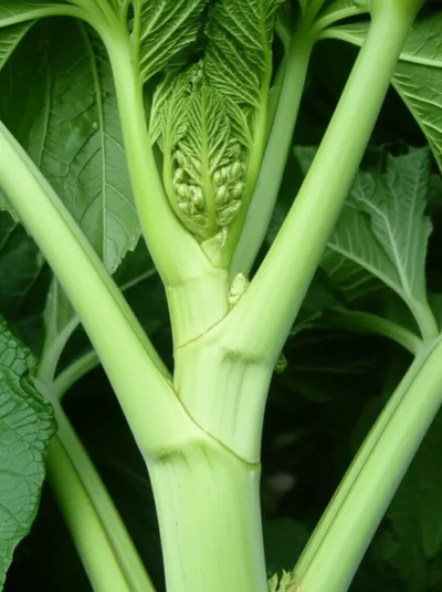 Illustration steles - Image 1