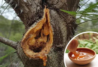 Illustration acacia - Image 1