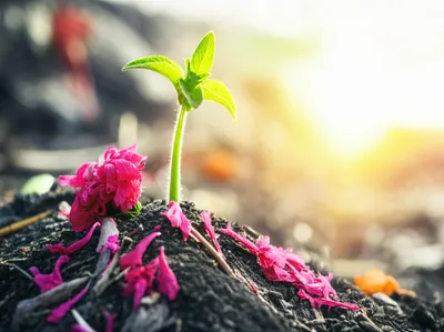 Illustration goest - Image 1