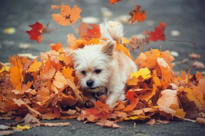 Illustration scrabble - Image 1