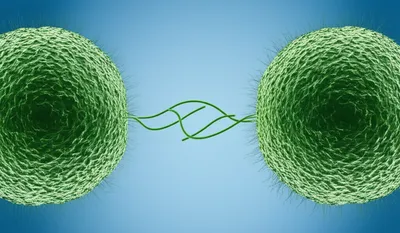 Illustration conjugate - Image 1