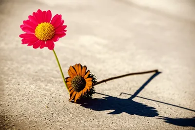 Illustration predecease