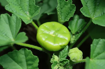 Illustration cheese - Image 1