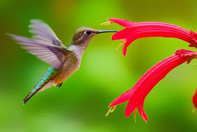 Illustration clips - Image 1