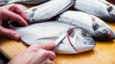 Illustration gills - Image 1