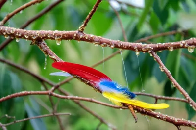 Illustration birdlime