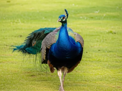 Illustration strutting - Image 1