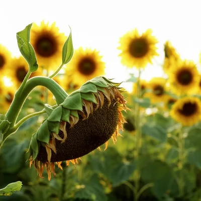 Illustration languid - Image 1