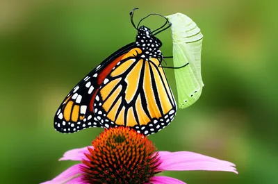 Illustration transformed - Image 1