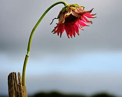 Illustration worsen - Image 1