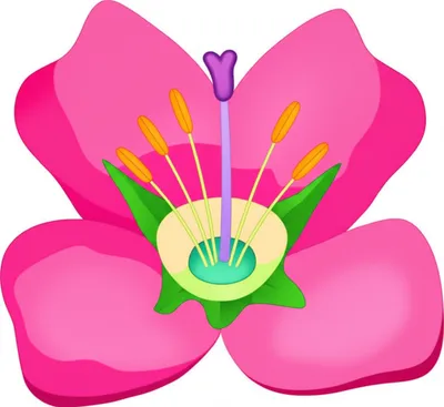 Hình ảnh minh họa receptacle - Ảnh 1