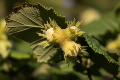 Illustration hazel - Image 1