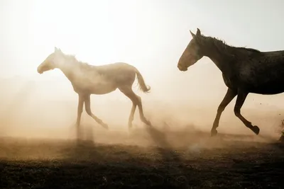 Illustration mustangs - Image 2