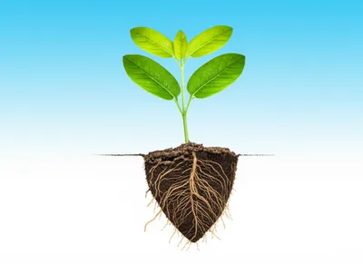 Illustration established - Image 1