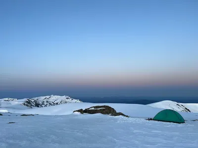 Illustration survives - Image 2