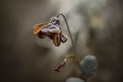 Illustration moribund - Image 1