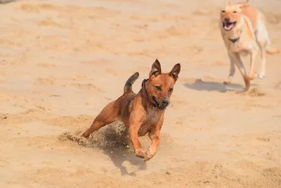 Illustration terriers - Image 2