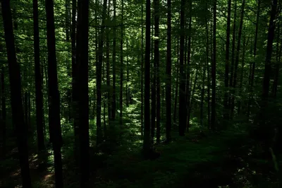 Illustration shady - Image 1