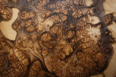 Illustration burr - Image 1