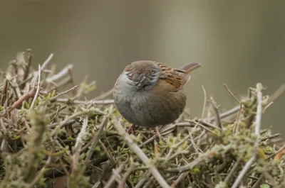 Illustration titling - Image 1