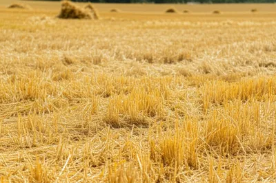 Illustration craps - Image 1