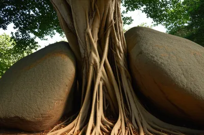 Illustration indelibly