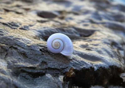 Illustration winkle - Image 1