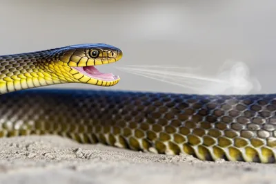 Illustration hiss - Image 1