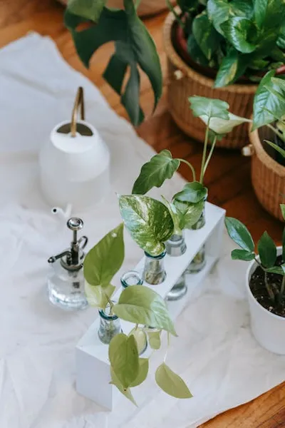 Illustration rooting - Image 2