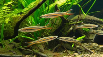 Illustration darters - Image 1