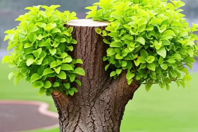 Illustration pollarded - Image 1