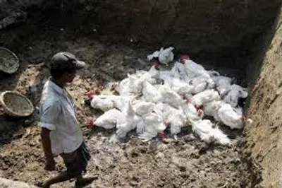 Illustration cull - Image 2