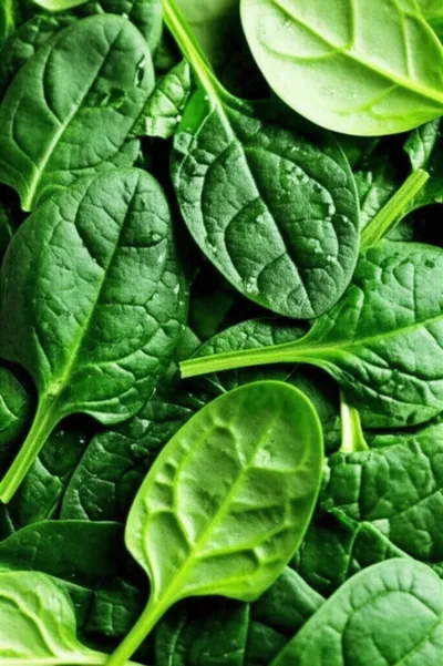 Illustration spinach - Image 1