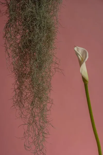 Illustration calla - Image 2