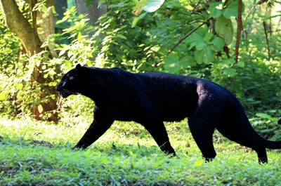 Illustration panther