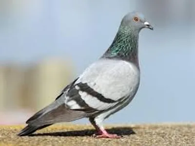 Illustration pigeon - Image 2