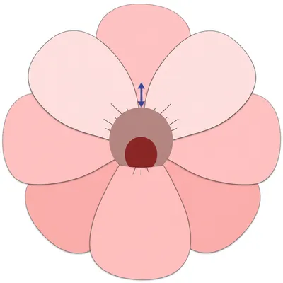 Illustration limb - Image 1