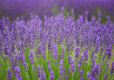 Illustration spikes - Image 1