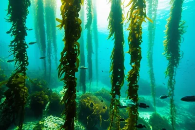 Illustration seaweed