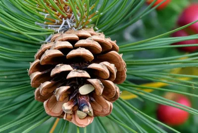 Illustration gymnosperms - Image 1