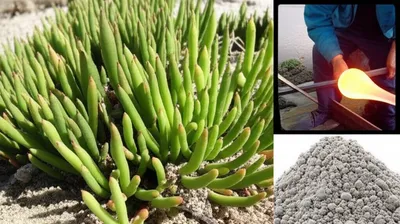 Illustration glasswort